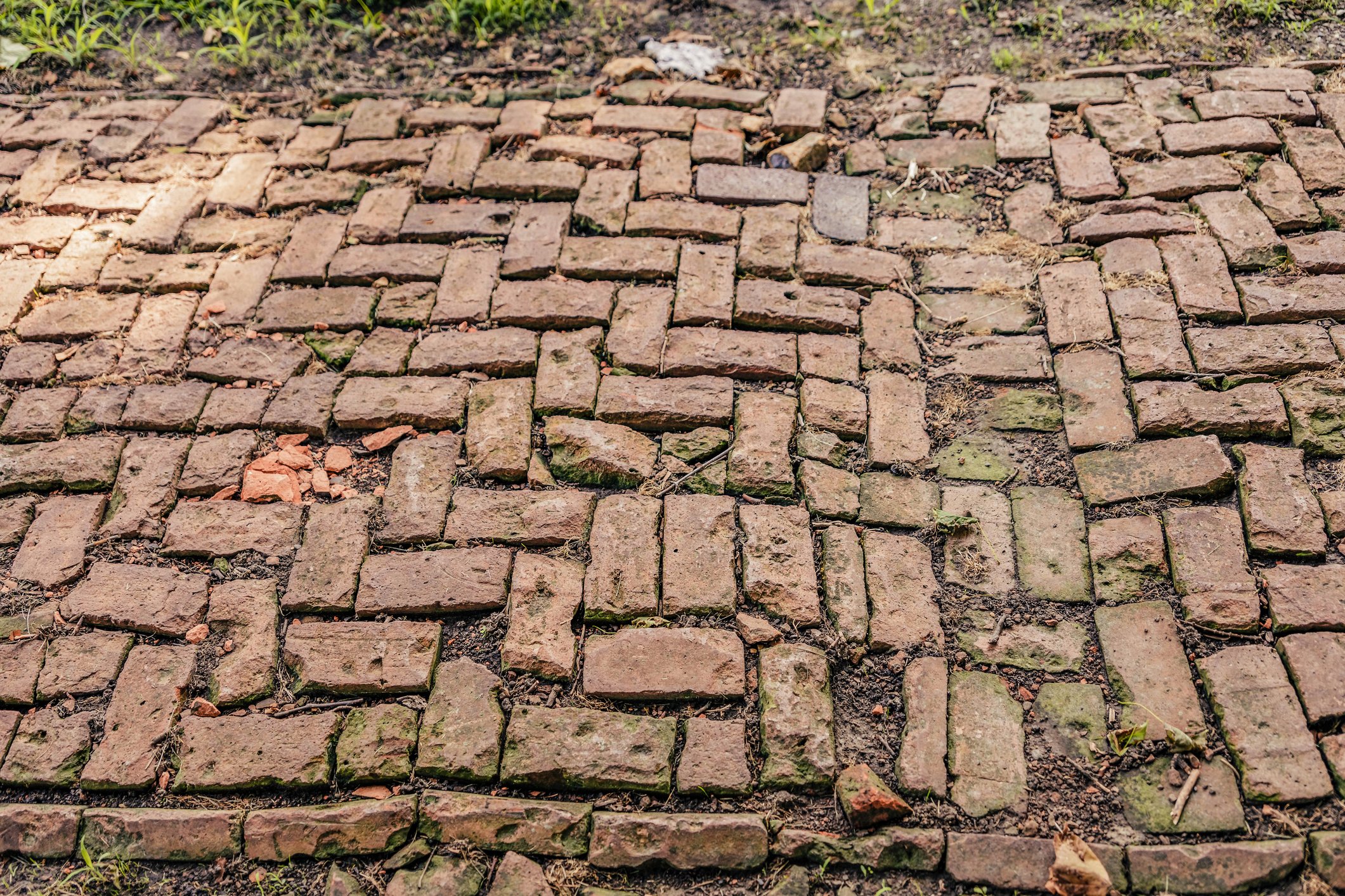 How to Remove Tree Roots Under Pavers